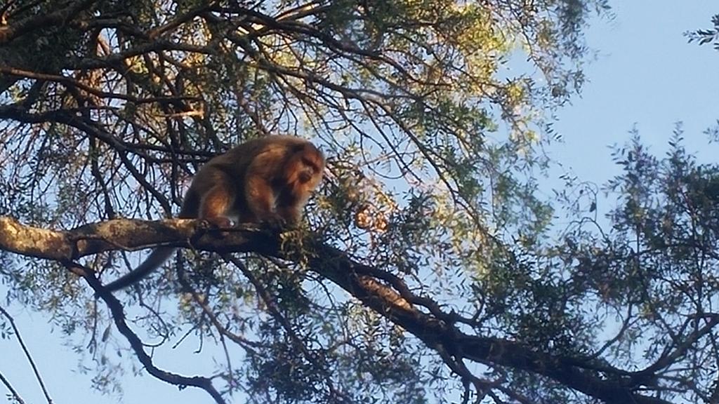 Las Curiosas Hotel Avia Terai Kültér fotó